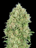 картинка Pineapple Glue от магазина Semki