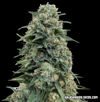 картинка Partizan Fem от магазина Semki