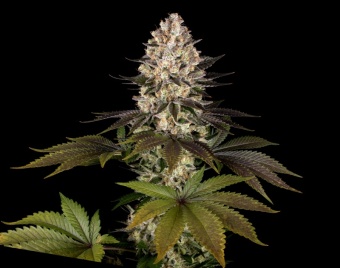 картинка Hindu Kush от магазина Semki