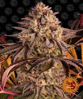картинка Blue Sunset Sherbert от магазина Semki